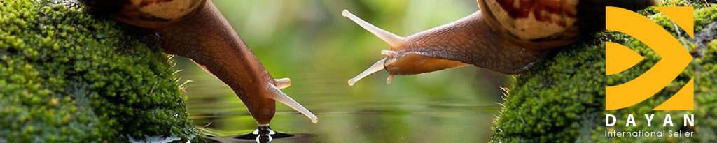 Export-and-import-of-snail-from-Iran–Dayan Seller