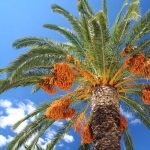 dayanseller.shop-dates-for-export