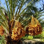 dayanseller.shop-dates-for-export