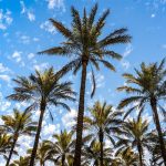 dayanseller.shop-dates-for-export