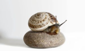 Export-and-import-of-snail-from-Iran–Dayan Seller